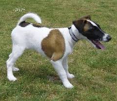 Medium Photo #7 Fox Terrier (Smooth) Dog Breed