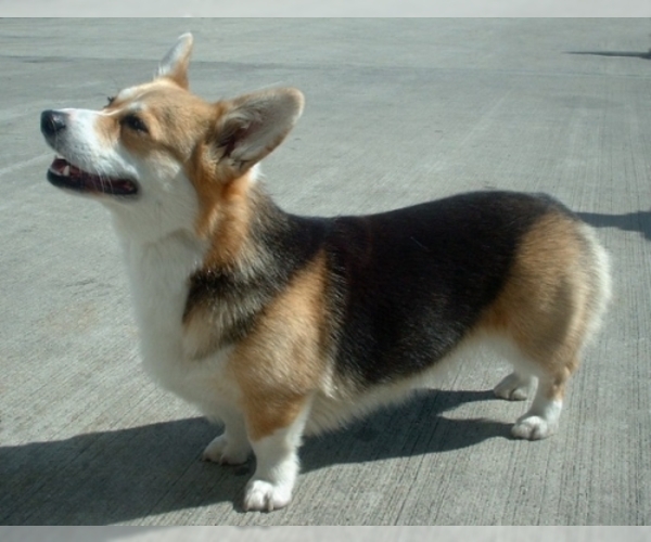 buy corgi puppy near me