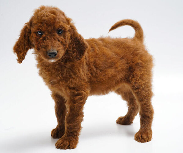 Medium Photo #1 Irish Troodle Dog Breed