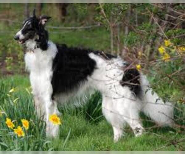 Medium Photo #2 Borzoi Dog Breed