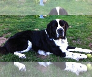 Saint Bernewfie puppies for sale and Saint Bernewfie dogs for adoption