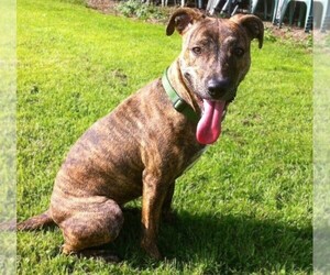 Staffie Whippet puppies for sale and Staffie Whippet dogs for adoption