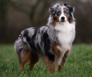 Miniature American Shepherd puppies for sale and Miniature American Shepherd dogs for adoption