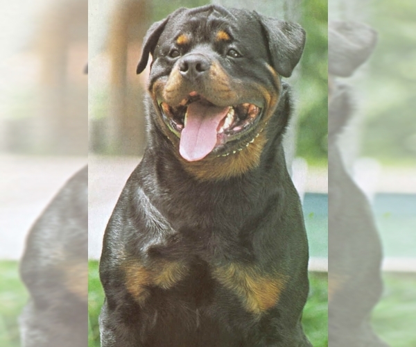Image of Rottweiler Breed