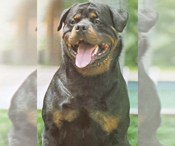 Rottweiler Dog Breed Image