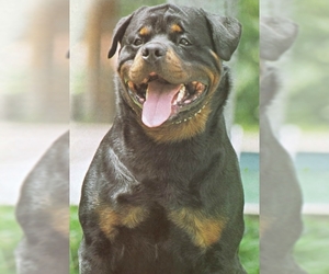 Puppyfinder Com Rottweiler Puppies Puppies For Sale Near Me In Minnesota Usa Page 1 Displays 10