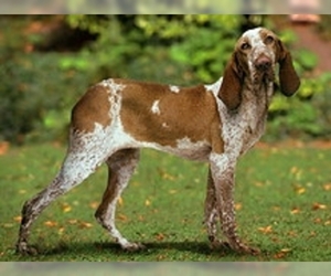 Small Photo #1 Italian Pointer Dog Breed