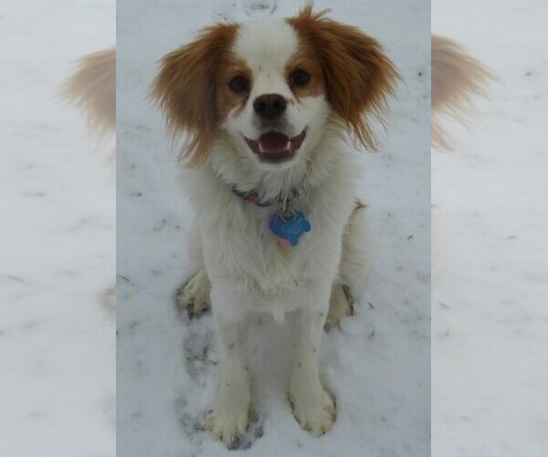 Medium Photo #1 Cava-Chin Dog Breed