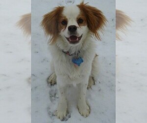 Samll image of Cava-Chin