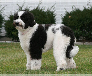 Image of Australian Labradoodle breed