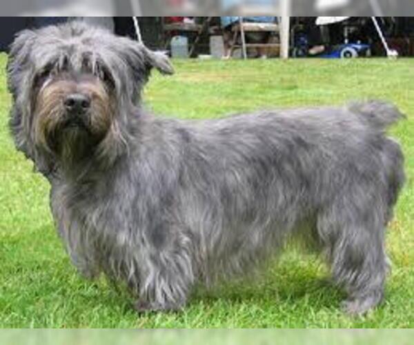 Medium Photo #5 Glen of Imaal Terrier Dog Breed