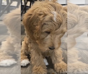 Small #1 Breed Golden Mountain Doodle  image