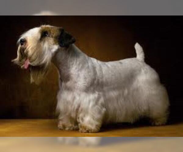 Medium Photo #5 Sealyham Terrier Dog Breed