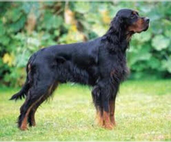 Medium Photo #6 Gordon Setter Dog Breed