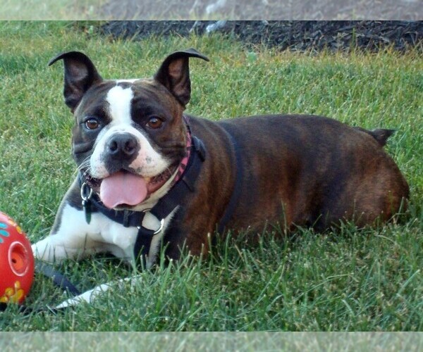 Medium Photo #1 Bostin American Bulldog Dog Breed