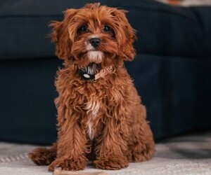 Photo of Cavapoo (Standard)