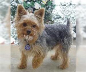 Small Photo #4 Yorkshire Terrier Dog Breed