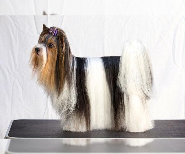 Medium Photo #3 Biewer Terrier Dog Breed