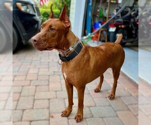 Image of Doberman de Bordeaux breed
