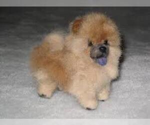 Small #6 Breed Chow Chow image