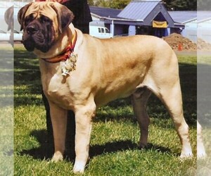 Image of Mountain Mastiff breed