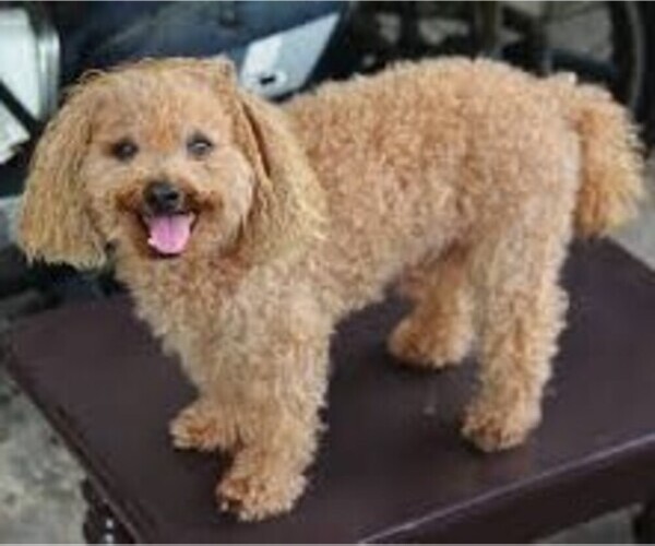 Medium Photo #1 Lakelandpoo Dog Breed