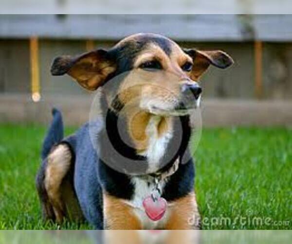 Full screen Photo #3 Meagle Dog Breed