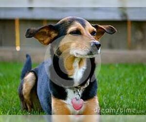 Small Photo #3 Meagle Dog Breed