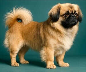 Image of Puginese breed