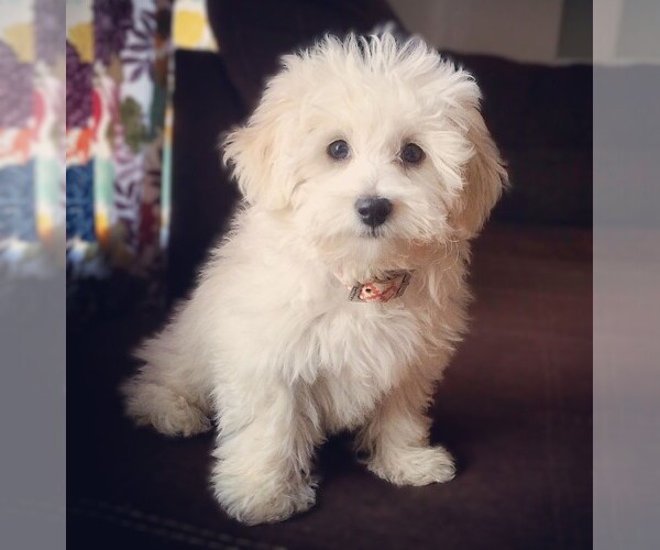Medium Photo #1 Papichon Dog Breed