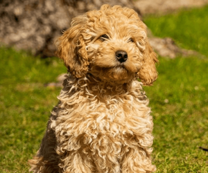 Cockapoo (Miniature) puppies for sale and Cockapoo (Miniature) dogs for adoption
