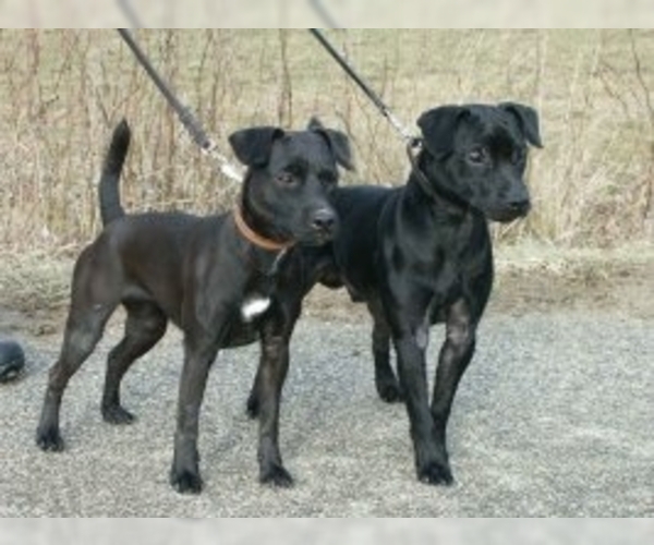 Patterdale Terrier Dog Breed Image