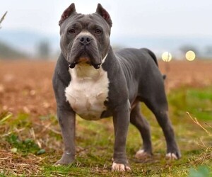 American Bully puppies for sale and American Bully dogs for adoption
