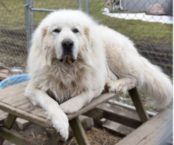 Medium Photo #1 Newfie Pyrenees Dog Breed