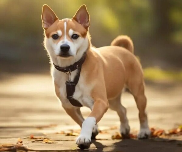 Medium Photo #1 Whippet Inu Dog Breed