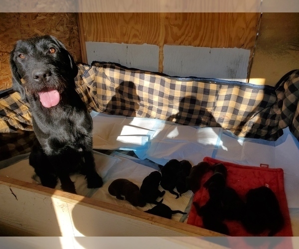 Medium Photo #2 Wirehaired lab Dog Breed