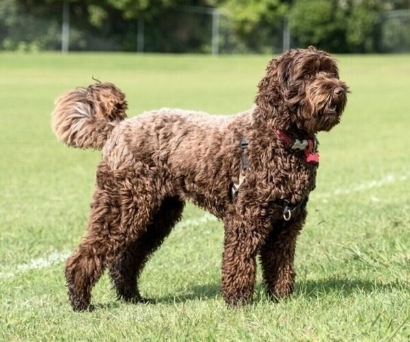 Labradoodle mix (+ Poodle Standard)
