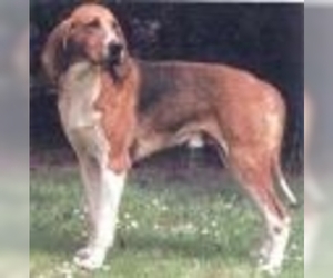 Image of Chiens Francaises breed