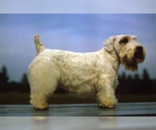 Medium Photo #3 Sealyham Terrier Dog Breed