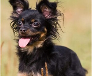 Image of Chilier breed