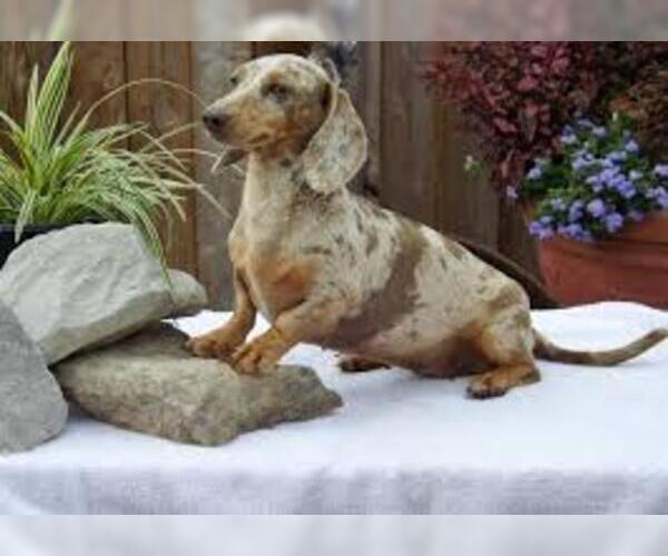 Puppyfinder dachshund hot sale