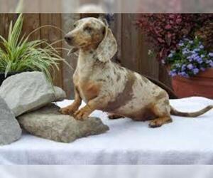 Samll image of Dachshund