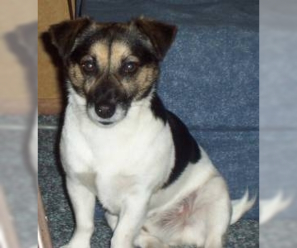 Image of Jack-Rat Terrier Breed