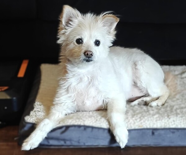 Medium Photo #1 Eskimo Maltese Dog Breed