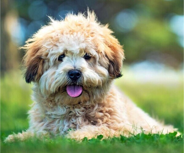 Shih-Poo