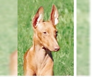 Image of Sicillian Hound (Cirneco Dell' Etna) breed