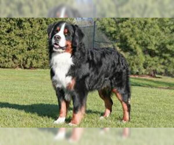 Medium Photo #2 Bernese Mountain Dog Dog Breed