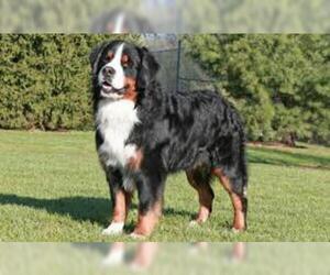 Small #1 Breed Bernese Mountain Dog image