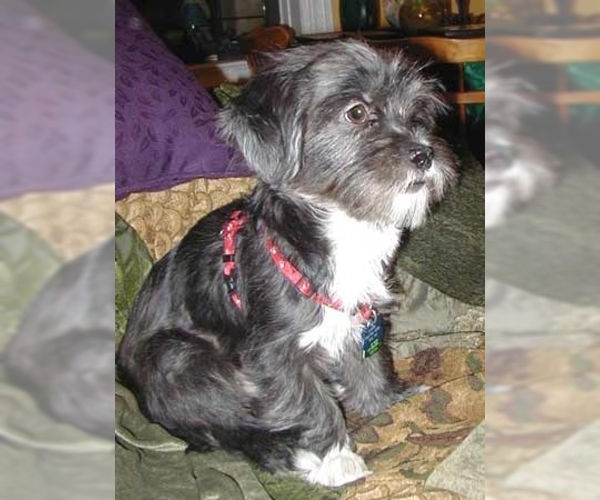 Medium Photo #1 Yorkie-Apso Dog Breed