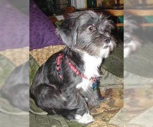 Image of Yorkie-Apso breed